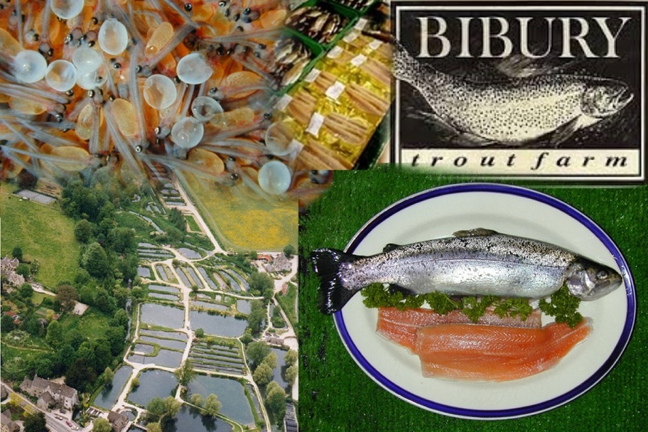 Bibury Collage