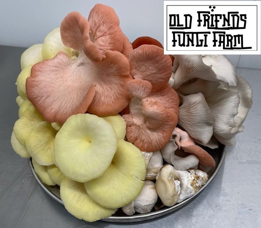 Old Friends Fungi Farm Mushrooms 1 Logo